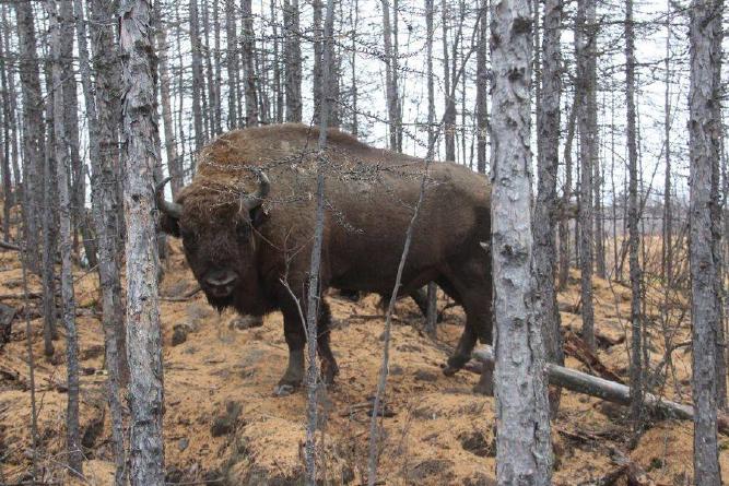 Wisent