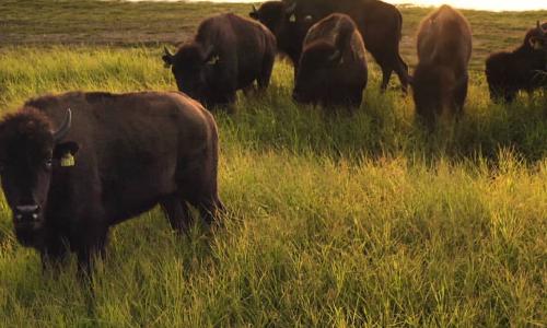 Plains Bison