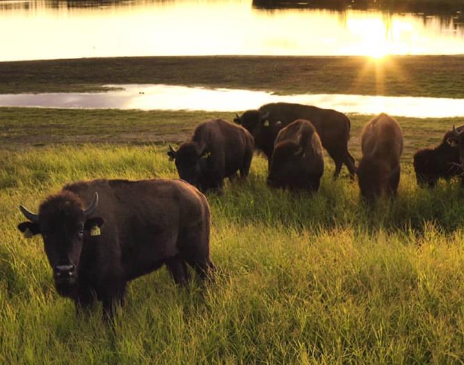 Plains Bison