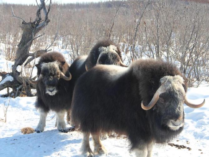 Musk Ox